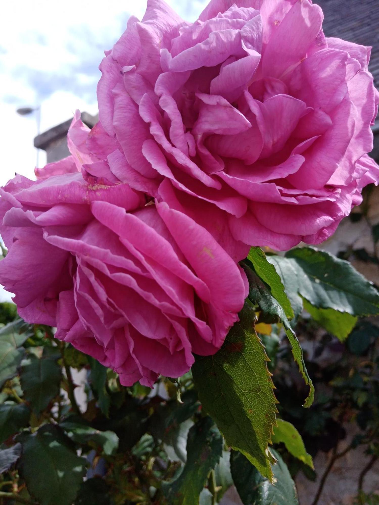 Rose Garden Bayeux Bed and Breakfast Exteriör bild